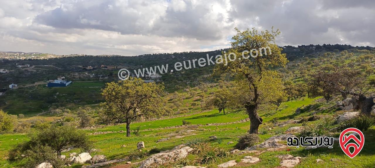 ارض مميزة مساحة 5 دونم و 570م للبيع في الزرقاء - أعلى مناطق العالوك / قضاء بيرين