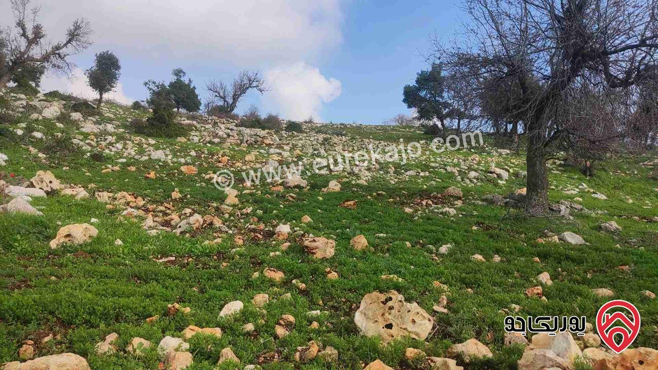 فرصة أستثمارية قطعة أرض مساحة 8 دونم للبيع في محافظة عجلون-الجبل الأخضر