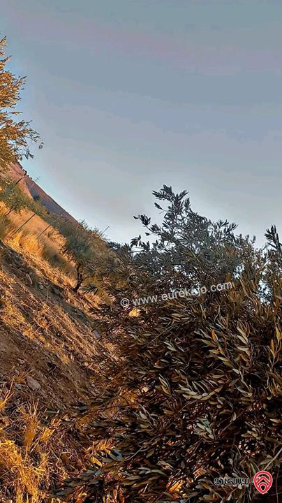 قطع أراضي بمساحات من 450م - 500م للبيع في الزرقاء - بيرين