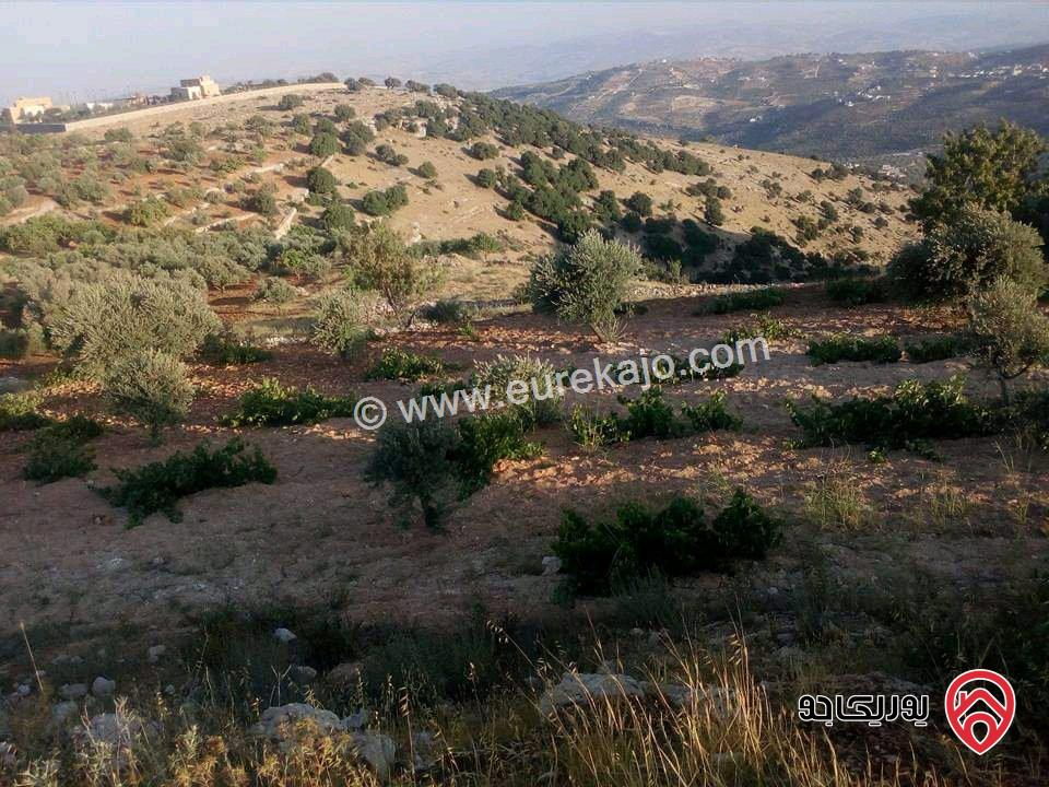 مزرعة مساحة الأرض 16 دونم للبيع في جرش - سوف