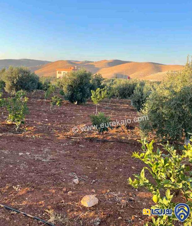 مزرعة في القنية اطلالة عاليه وخلابه مشجرة بالاشجار المثمرة بمساحة 6800م