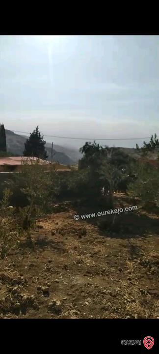 أرض مساحة 546م مزروعة بأشجار الزيتون للبيع في عمان - ناعور