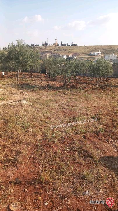 قطعة أرض مساحة 1 دونم تصنيف أ يوجد فيها بيت ريفي و 80 شجرة للبيع في المفرق - رحاب