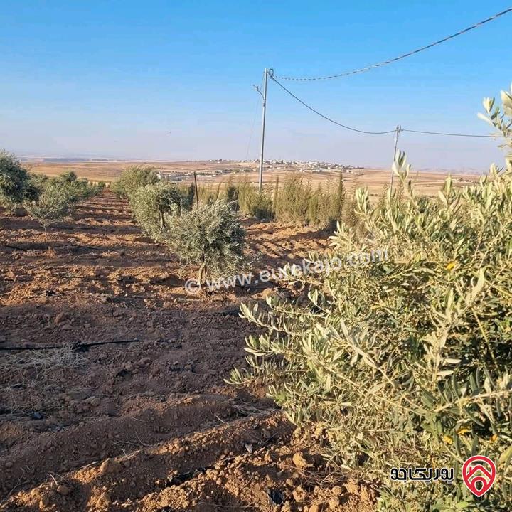 أرض زراعية مساحة 25 دونم للبيع في الكرك - فقوع