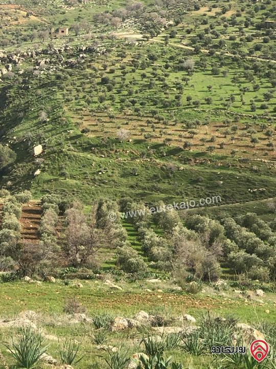 ارض زراعية مساحة 32 دونم للبيع في جرش - المسطبه