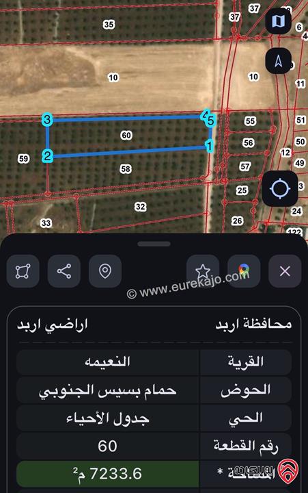قطعة أرض مساحة 7 دونم و 233م مزروعة زيتون للبيع في اربد - النعيمة 