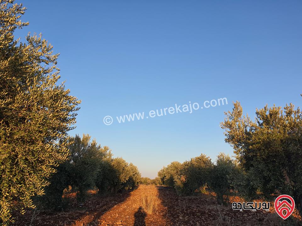 مزرعة زيتون بلدي نخب مساحة 12 دونم للبيع في اربد - ضمن أراضي حرثا