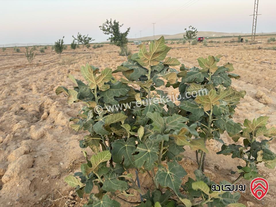أرض مساحة 10 دونم مزروعة زيتون بلدي حوالي 250 شجرة للبيع من أراضي جنوب عمان - الحمام الشرقي 