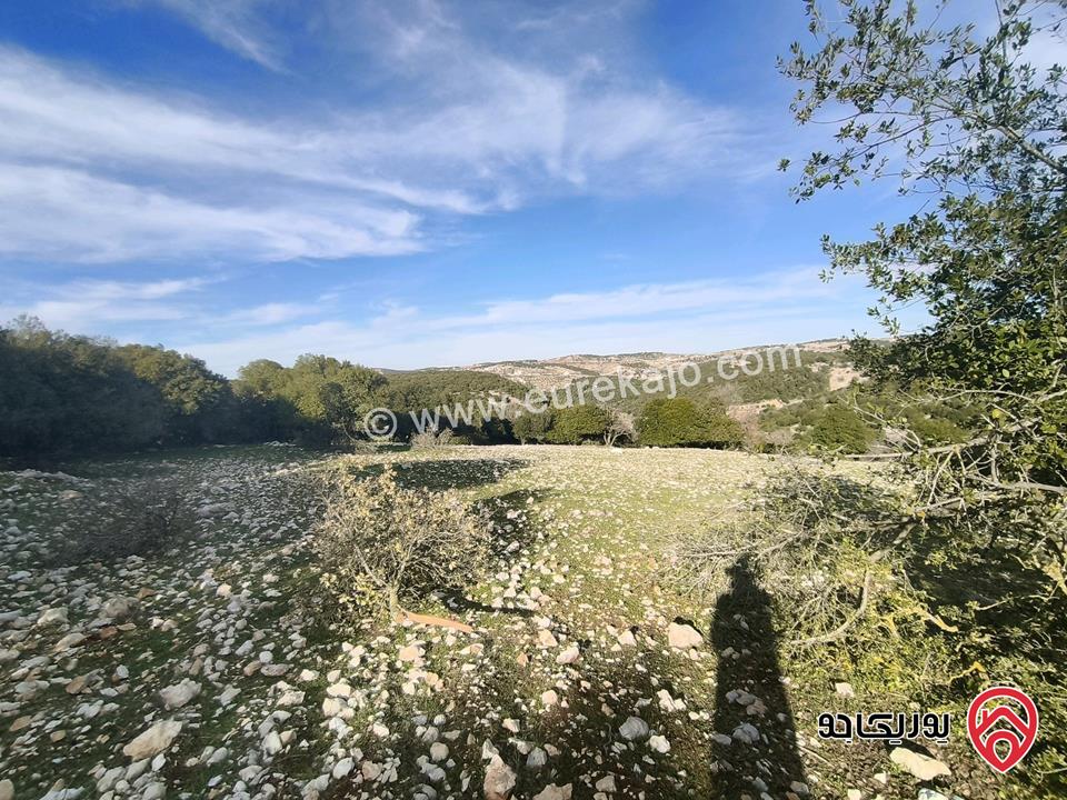 أرض مساحة 3 دونم و 687م للبيع في عجلون - بين جبال عين جنا