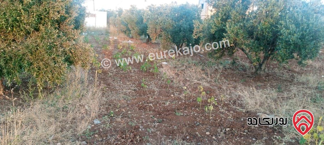 قطعة أرض مساحة 2 دونم للبيع في اربد - الرمثا - الطرة