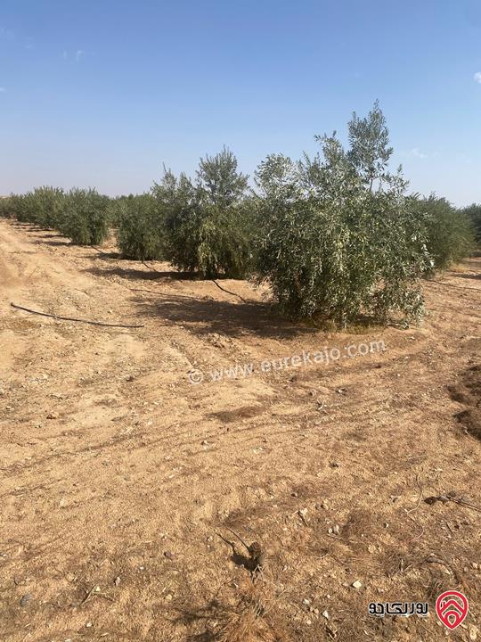 مزرعة استثمارية مساحة 534 دونم للبيع بسعر مغري في منطقة الأزرق الشمالي 