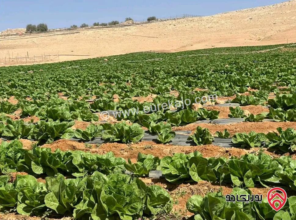 أرض مساحة 21 دونم للبيع في المفرق - ثغرة الجب