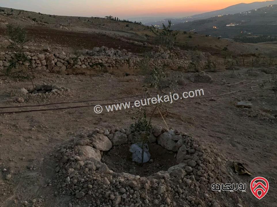 مزرعة مساحة 5600م للبيع من المالك مباشرة قوشان مسقل في جرش - عنيبه