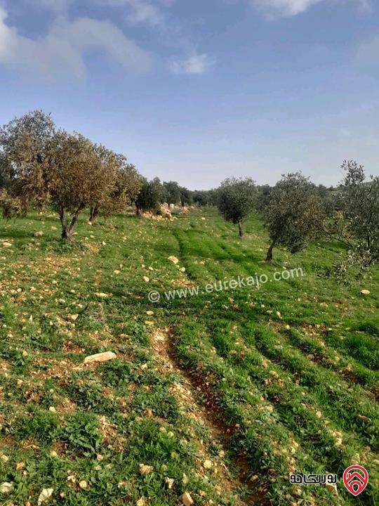 مزرعة زيتون مساحة 20 دونم للبيع في المفرق شرق جرش منطقة دحل