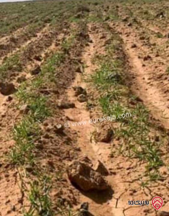 أرض مساحة 15 دونم و 529م للبيع في المفرق - أراضي البادية الشمالية منطقة قاسم