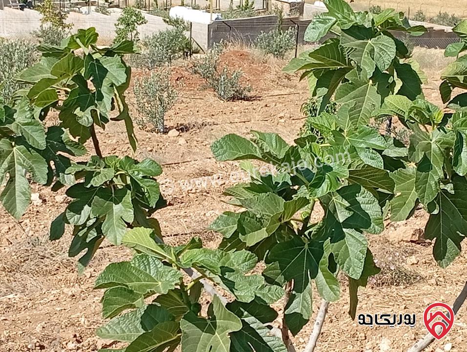 مزرعة مساحة الأرض 3 دونم و 400م بإطلالة للبيع في المفرق - بلعما
