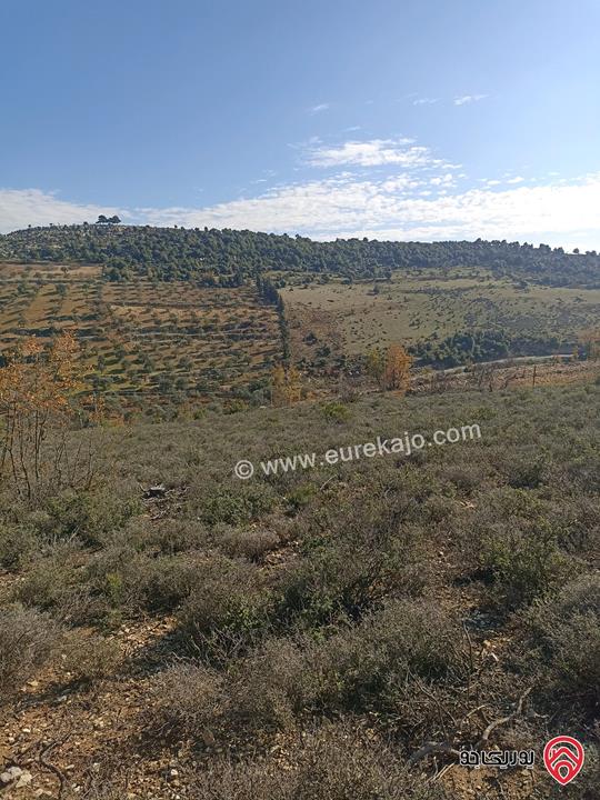 أرض مساحة 11 دونم للبيع في واحدة من أجمل مناطق عجلون – عنجرة / البلوطة