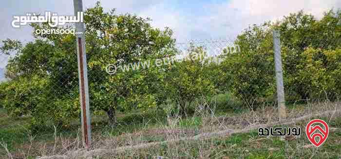 مزرعة مساحة 35 دونم للبيع في اربد - الشونة الشمالية