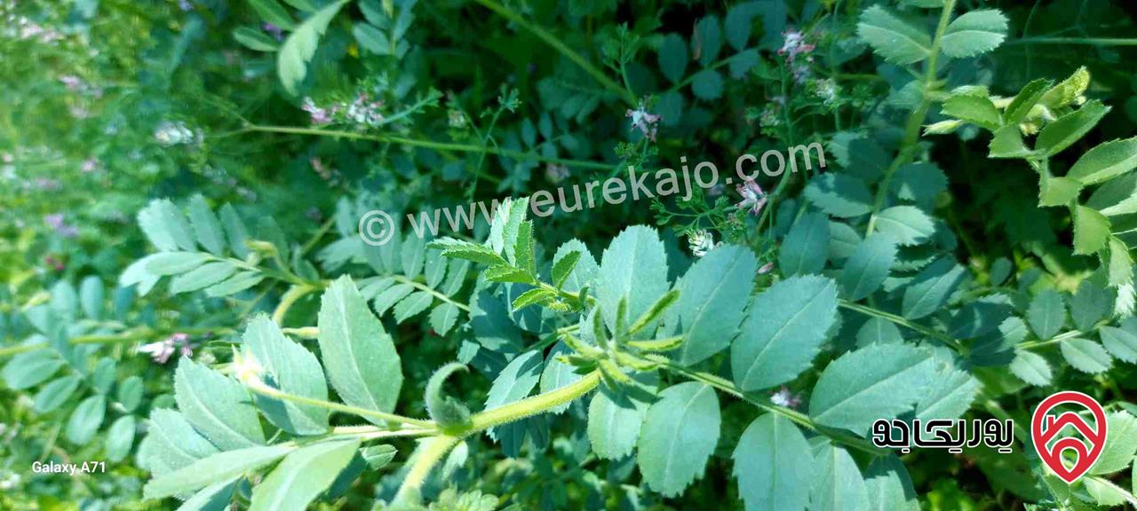مزرعة دجاج مسطح 1000م طابقين على ارض 12.250 متر مربع مزروعه زيتون وتين ودوالي 