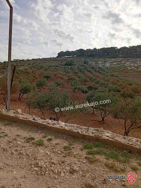 أرض مزروعة زيتون مساحة 13 دونم للبيع في مادبا - قرية الفيصلية 