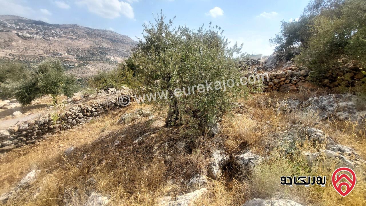 قطعة أرض مساحة 2 دونم و 500م للبيع في عجلون - كفرنجه