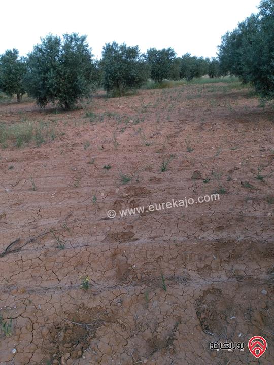 مزرعة زيتون مساحة 30 دونم للبيع في مادبا - لب