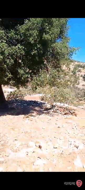 قطعة ارض مساحة 2 دونم و 240م للبيع في عجلون عنجره القاعده