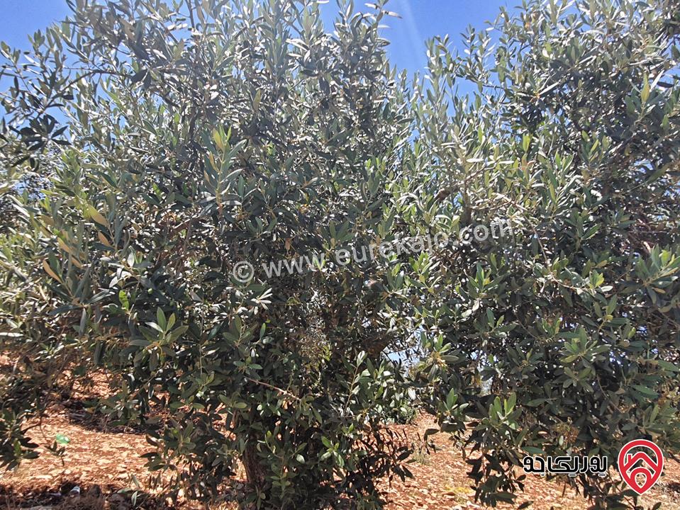 مزرعة زيتون بلدي مساحة 40 دونم للبيع في اربد - برشتا