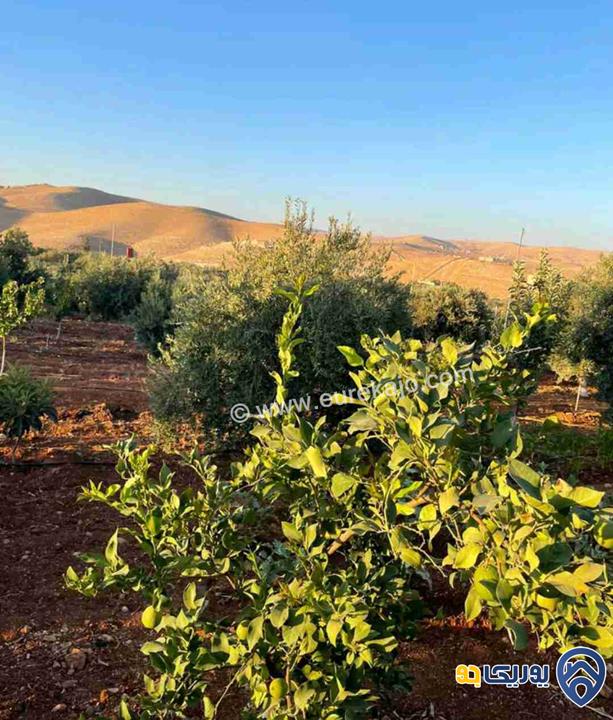 مزرعة في القنية اطلالة عاليه وخلابه مشجرة بالاشجار المثمرة بمساحة 6800م