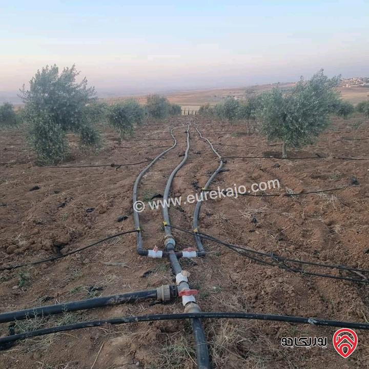 أرض زراعية مساحة 25 دونم للبيع في الكرك - فقوع