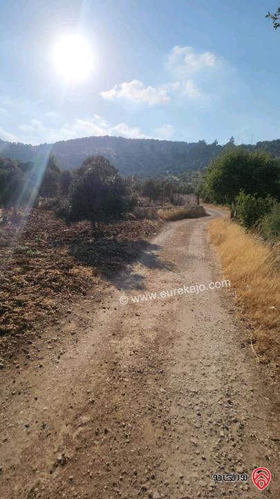 ​قطعة أرض مساحة 13 دونم و600 متر تقريباً (البيع كاملة أو جزء منها) في جرش (بصاص الدب) في أجمل مناطق سوف الطبيعية