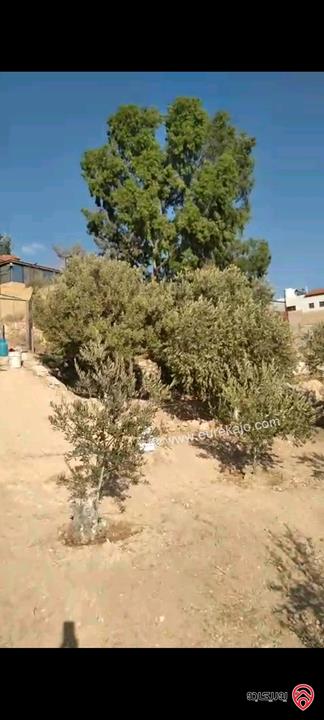 أرض مساحة 546م مزروعة بأشجار الزيتون للبيع في عمان - ناعور