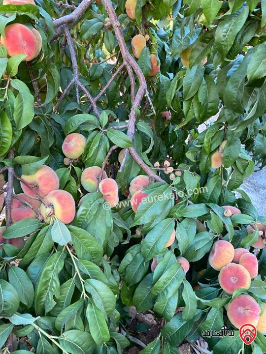 مزرعة مساحة الأرض 4 دونم و 398م والبناء 230م للبيع في جرش - قفقفا