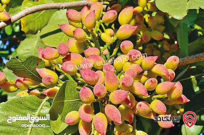 مزرعة فستق حلبي مساحة 4000م للبيع في الزرقاء - بيرين