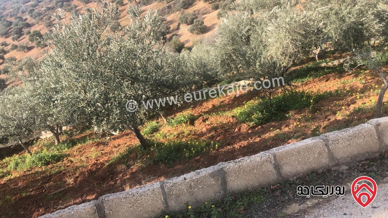 مزرعة زيتون مساحة الأرض 8 دونم و 588م و البناء مساحة 100م للبيع في السلط