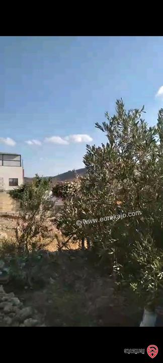 أرض مساحة 546م مزروعة بأشجار الزيتون للبيع في عمان - ناعور