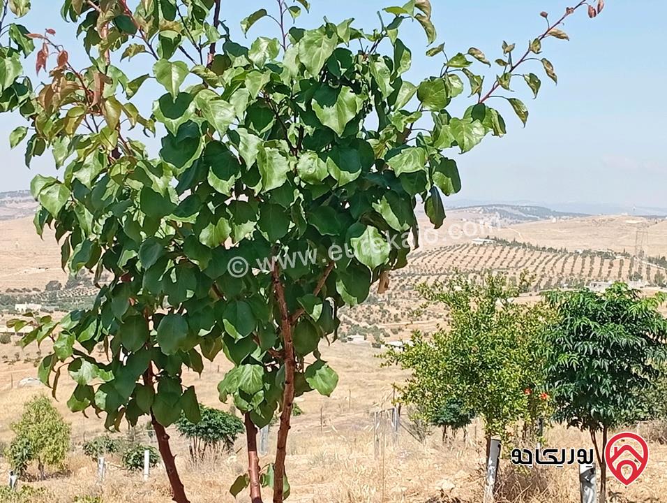 مزرعة مساحة الأرض 3 دونم و 400م بإطلالة للبيع في المفرق - بلعما