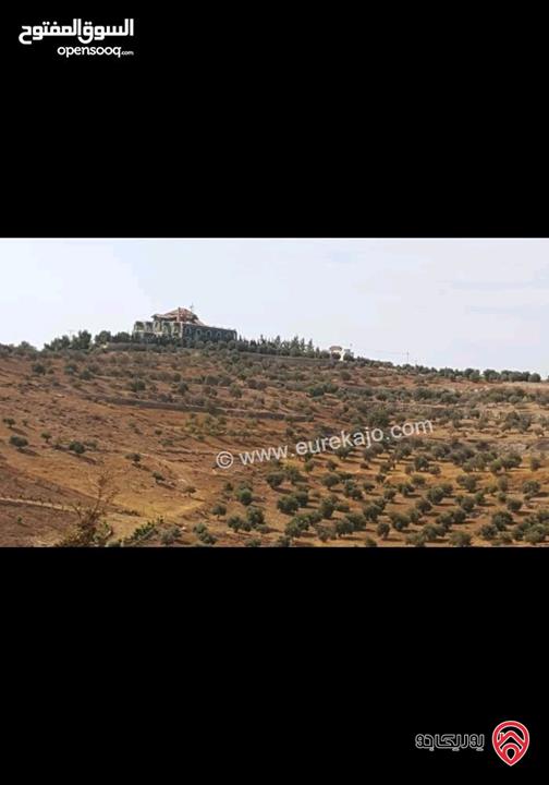 ارض مساحة 30 دونم و 478م للبيع في المفرق - الدجنية