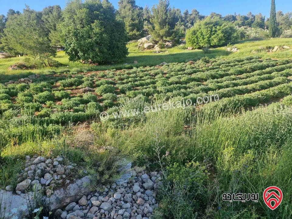 مزرعة جميلة جدا مساحة 18000م للبيع في جرش الكته حوض المحافير 