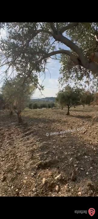 أراضي مساحة 3700م للبيع في عمان - ناعور حسبان مزروعة زيتون