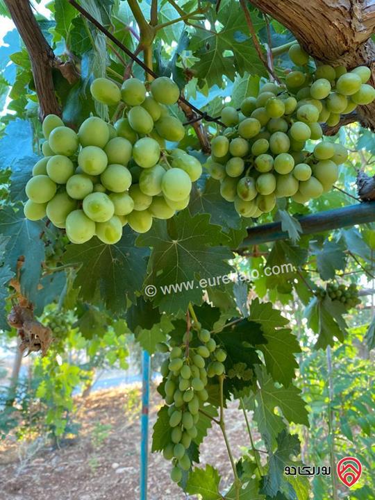 مزرعة مساحة الأرض 4 دونم و 398م والبناء 230م للبيع في جرش - قفقفا