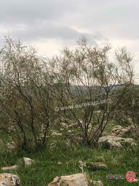 قطعة أرض مساحة 600م للبيع في عمان - اللبن حوض صدر ابو دبوس 