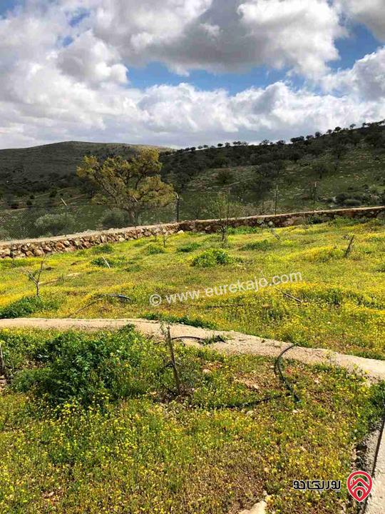 مزرعة مساحة دونم للبيع في الزرقاء - صروت 