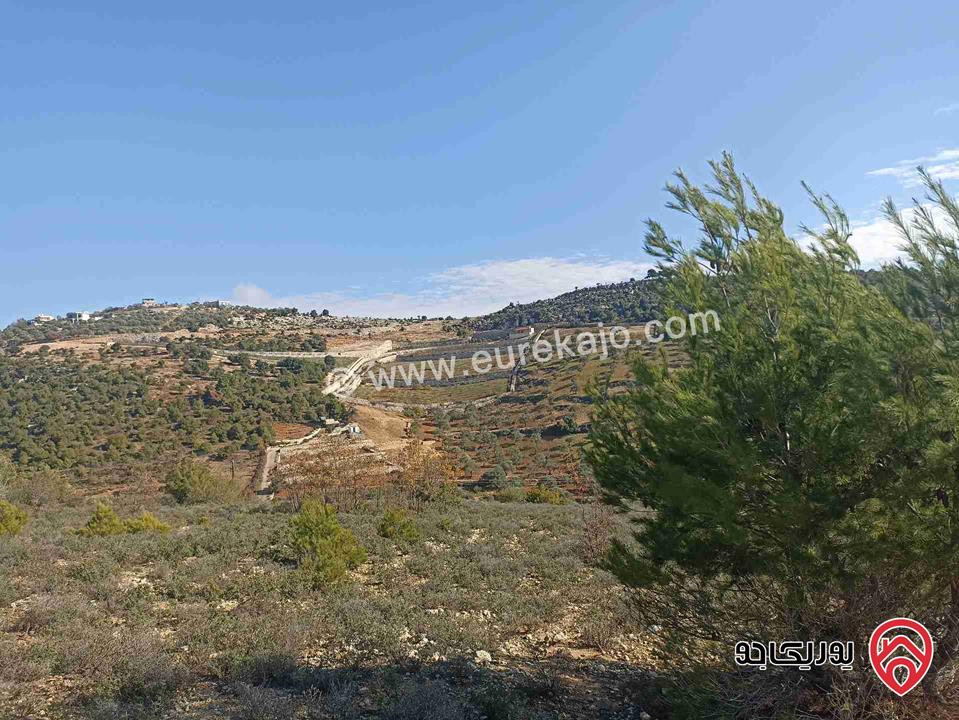 أرض مساحة 11 دونم للبيع في واحدة من أجمل مناطق عجلون – عنجرة / البلوطة