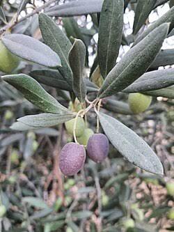 ابو الحسن 