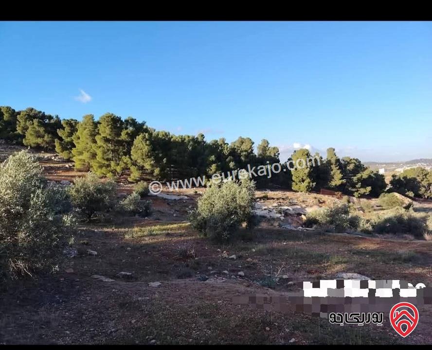 قطعة ارض مساحة 1500م للبيع في المفرق