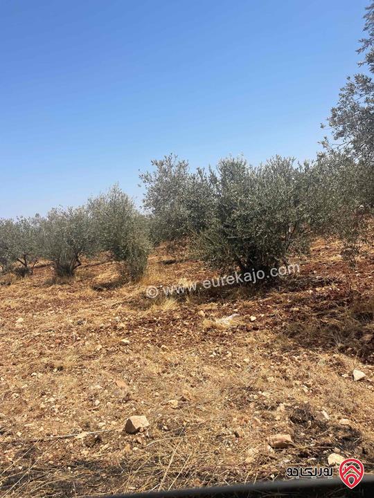 قطعة ارض مساحة 24 دونم مشجرة زيتون مقام بناء 150م للبيع في اربد - ملكا