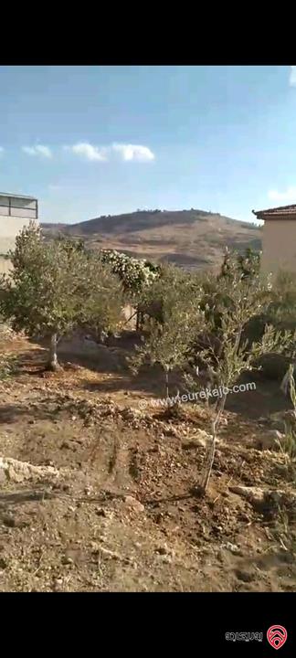 أرض مساحة 546م مزروعة بأشجار الزيتون للبيع في عمان - ناعور