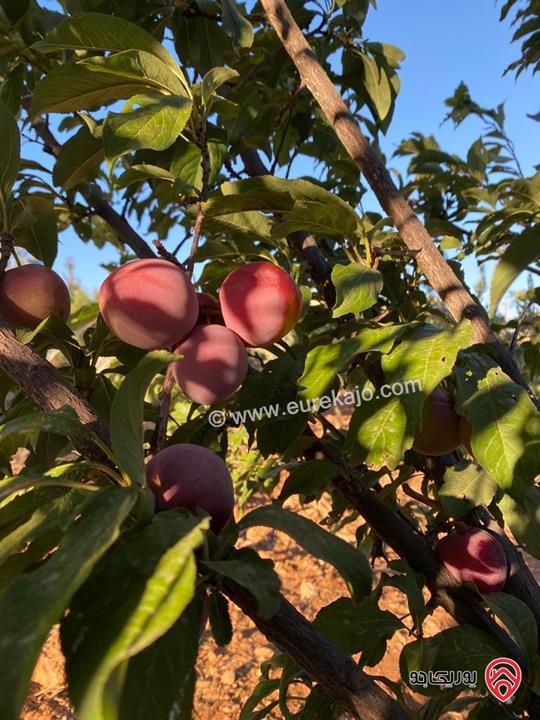 مزرعة مساحة الأرض 4 دونم و 398م والبناء 230م للبيع في جرش - قفقفا