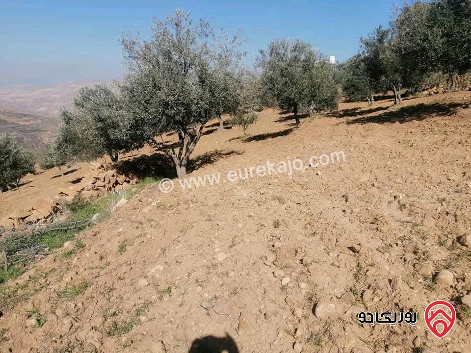 ارض مساحة 10 دونم للبيع في السلط - الصبيحي 